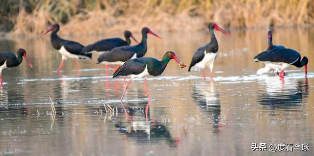95 只 “鸟中大熊猫” 集群越冬！黄河湿地的生态答卷有多硬核？(图12)