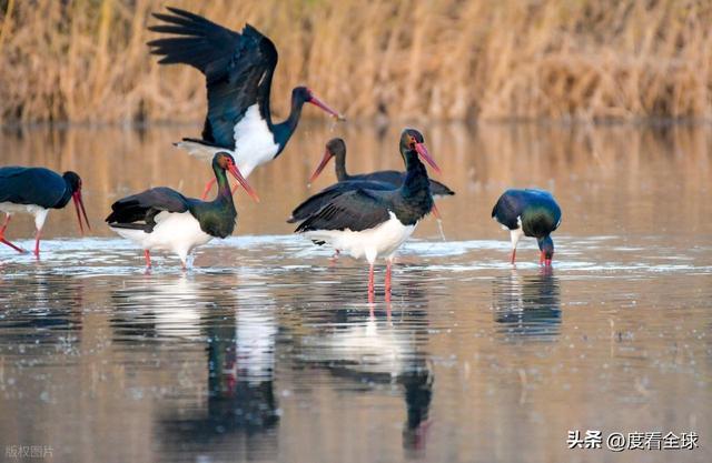 95 只 “鸟中大熊猫” 集群越冬！黄河湿地的生态答卷有多硬核？(图11)