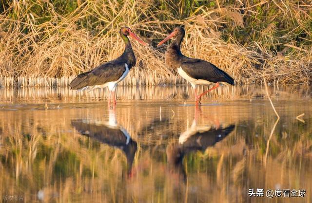 95 只 “鸟中大熊猫” 集群越冬！黄河湿地的生态答卷有多硬核？(图15)