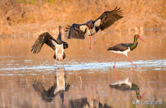 95 只 “鸟中大熊猫” 集群越冬！黄河湿地的生态答卷有多硬核？(图8)