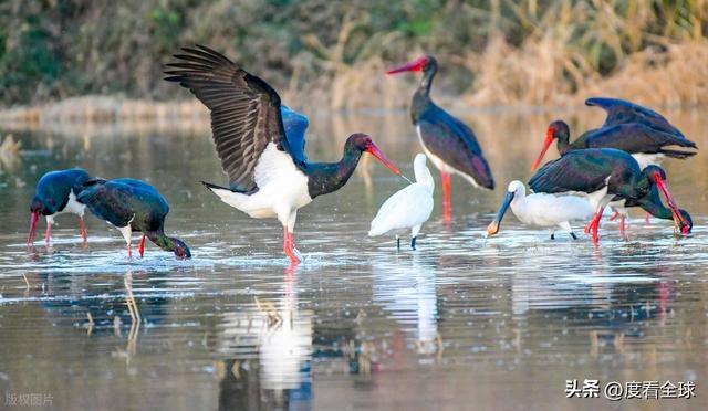 95 只 “鸟中大熊猫” 集群越冬！黄河湿地的生态答卷有多硬核？(图14)