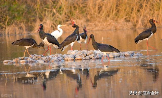 95 只 “鸟中大熊猫” 集群越冬！黄河湿地的生态答卷有多硬核？(图9)