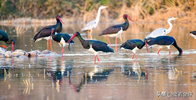 95 只 “鸟中大熊猫” 集群越冬！黄河湿地的生态答卷有多硬核？(图10)