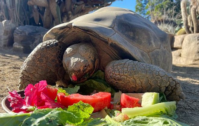 美国动物园最年长象龟被安乐死年龄达141岁经历过20任美国总统与两次世界大战(图4)