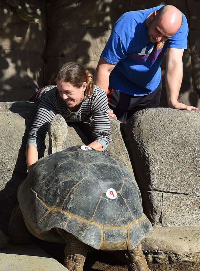 美国动物园最年长象龟被安乐死年龄达141岁经历过20任美国总统与两次世界大战(图3)