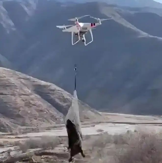 中央广播电视总台中国之声 “无人机捕猎”野生动物存在哪些问题 应当如何管理？(图2)