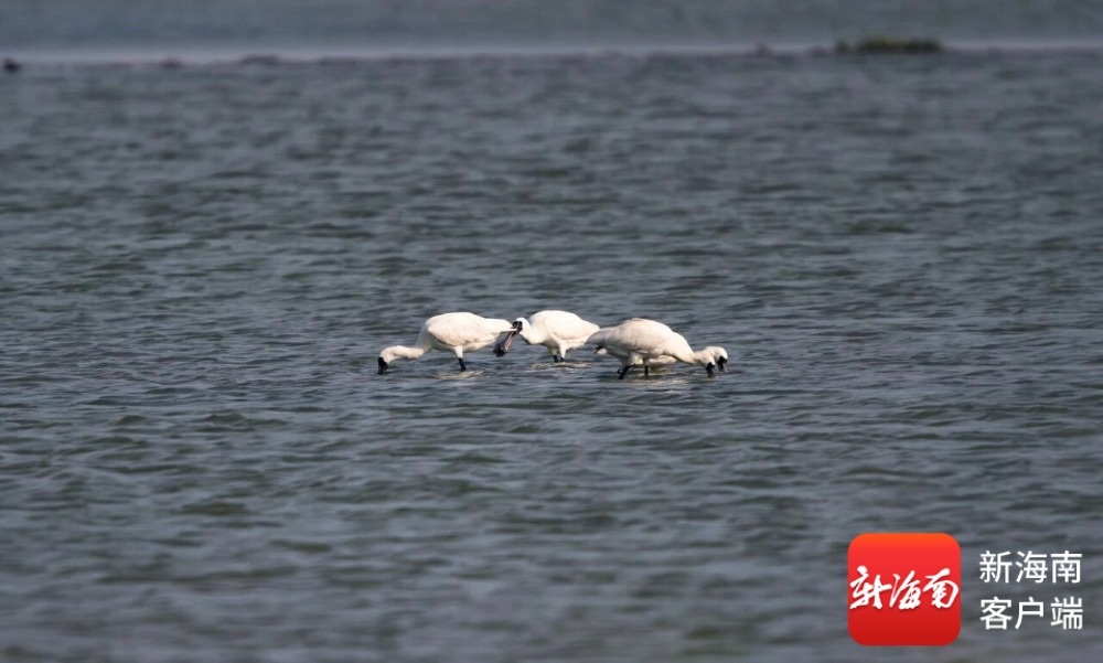 好环境引来“珍贵客人”黑脸琵鹭“打卡”乐东莺歌海湿地(图1)
