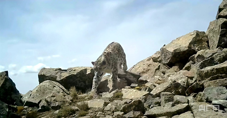 雪豹之都再添实证！青海大通种群突破57只 多维保护铸就生态奇迹(图2)