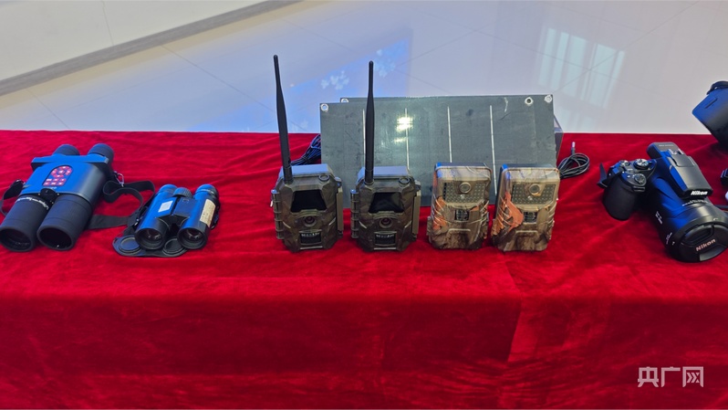 雪豹之都再添实证！青海大通种群突破57只 多维保护铸就生态奇迹(图4)