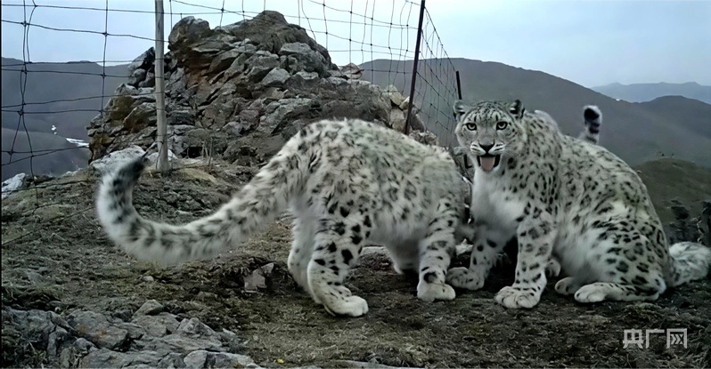 雪豹之都再添实证！青海大通种群突破57只 多维保护铸就生态奇迹(图1)
