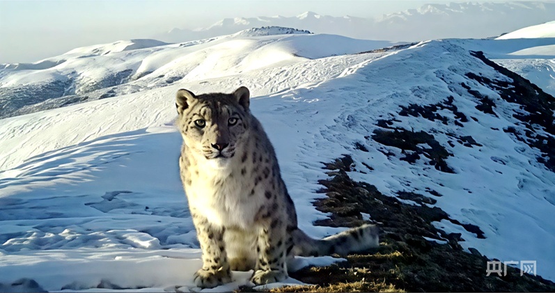 雪豹之都再添实证！青海大通种群突破57只 多维保护铸就生态奇迹(图3)