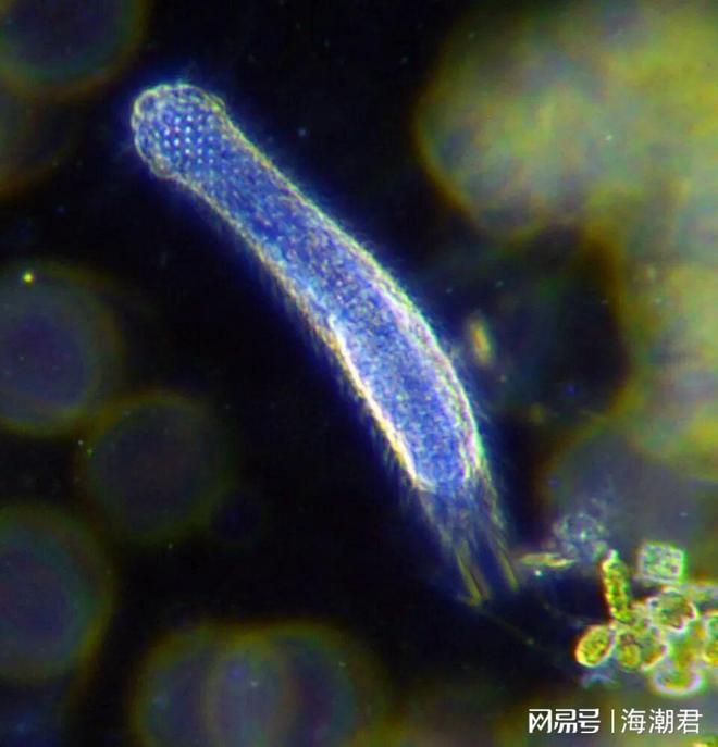 第19届国际小型底栖生物大会将于2025年12月在印度举办(图1)