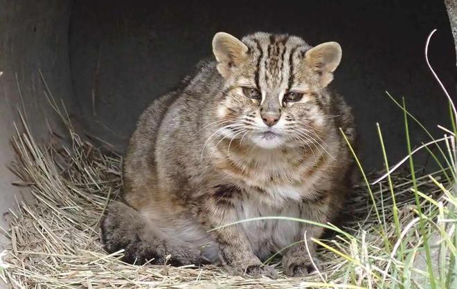日本特有的猫科动物全球仅存百只正被化学污染的幽灵缠身(图2)