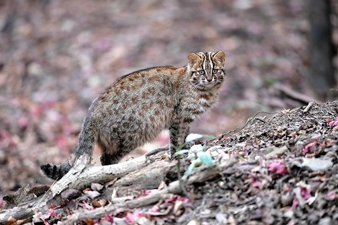 日本特有的猫科动物全球仅存百只正被化学污染的幽灵缠身(图1)