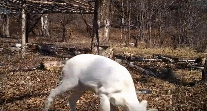 在野外消失近40年！2020年拍到真容乾隆皇帝曾当寿礼送给太后(图4)