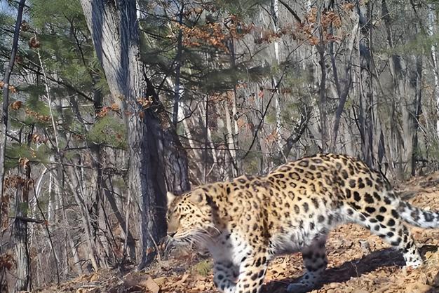 在野外消失近40年！2020年拍到真容乾隆皇帝曾当寿礼送给太后(图3)