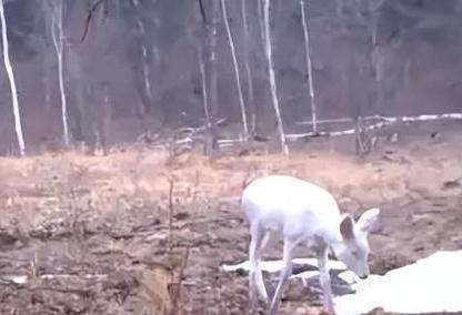 在野外消失近40年！2020年拍到真容乾隆皇帝曾当寿礼送给太后(图1)