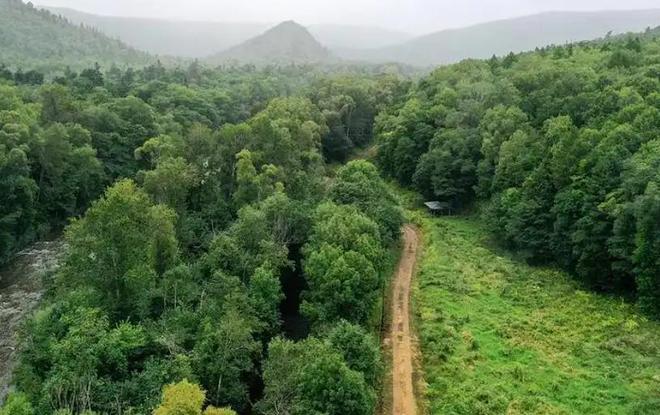 在野外消失近40年！2020年拍到真容乾隆皇帝曾当寿礼送给太后(图2)