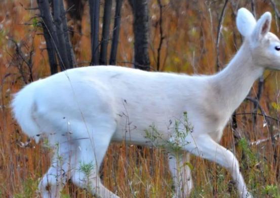 在野外消失近40年！2020年拍到真容乾隆皇帝曾当寿礼送给太后(图6)