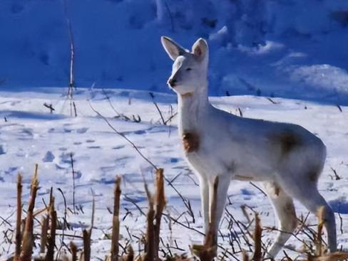 在野外消失近40年！2020年拍到真容乾隆皇帝曾当寿礼送给太后(图9)