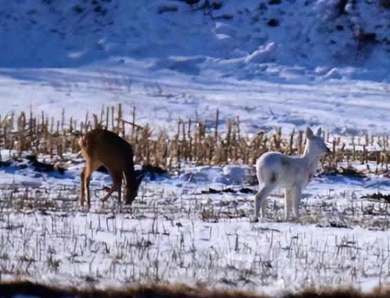 在野外消失近40年！2020年拍到真容乾隆皇帝曾当寿礼送给太后(图7)