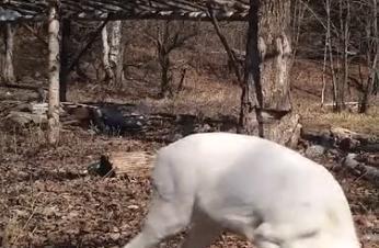 在野外消失近40年！2020年拍到真容乾隆皇帝曾当寿礼送给太后(图5)