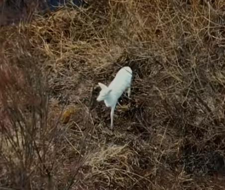 在野外消失近40年！2020年拍到真容乾隆皇帝曾当寿礼送给太后(图10)