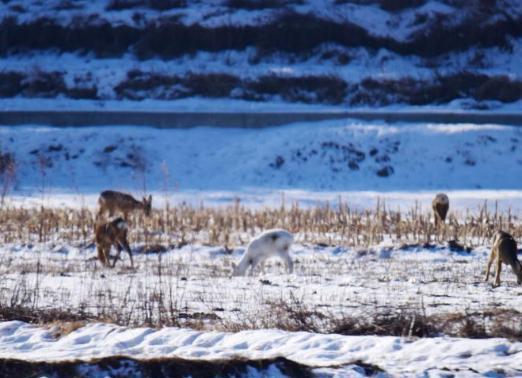 在野外消失近40年！2020年拍到真容乾隆皇帝曾当寿礼送给太后(图8)