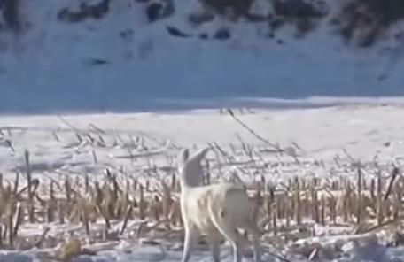 在野外消失近40年！2020年拍到真容乾隆皇帝曾当寿礼送给太后(图11)