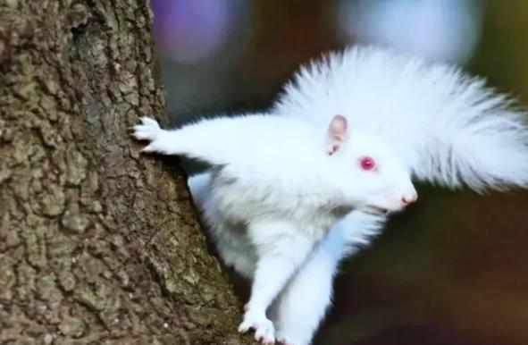 在野外消失近40年！2020年拍到真容乾隆皇帝曾当寿礼送给太后(图16)