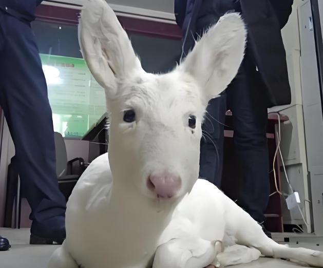 在野外消失近40年！2020年拍到真容乾隆皇帝曾当寿礼送给太后(图18)