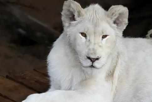 在野外消失近40年！2020年拍到真容乾隆皇帝曾当寿礼送给太后(图17)