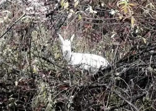 在野外消失近40年！2020年拍到真容乾隆皇帝曾当寿礼送给太后(图12)