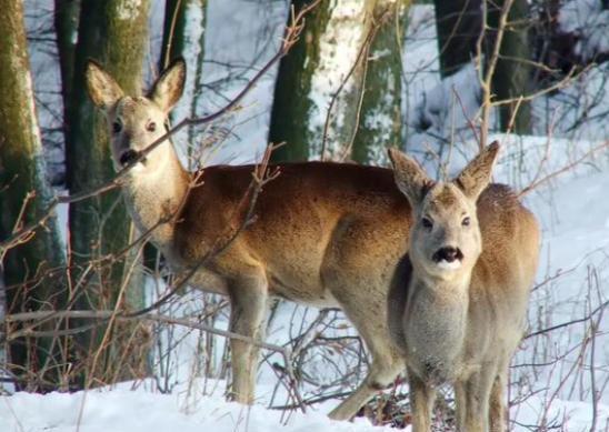 在野外消失近40年！2020年拍到真容乾隆皇帝曾当寿礼送给太后(图15)