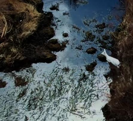 在野外消失近40年！2020年拍到真容乾隆皇帝曾当寿礼送给太后(图19)