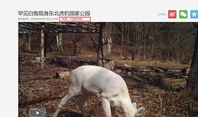 在野外消失近40年！2020年拍到真容乾隆皇帝曾当寿礼送给太后(图20)