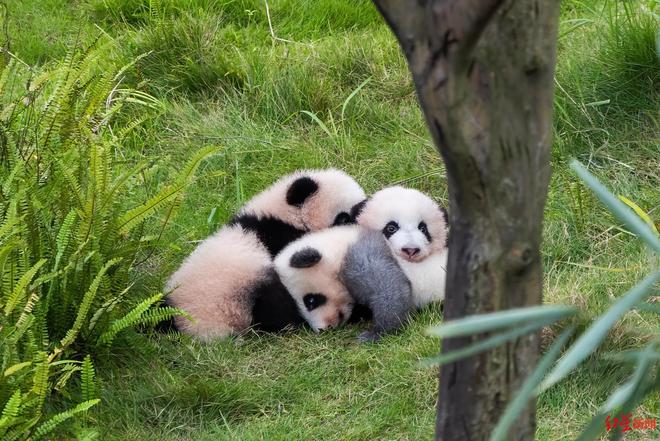 熊猫“奶爸奶妈”有专属职称了四川省在全国首设大熊猫保护职称评审专业(图1)