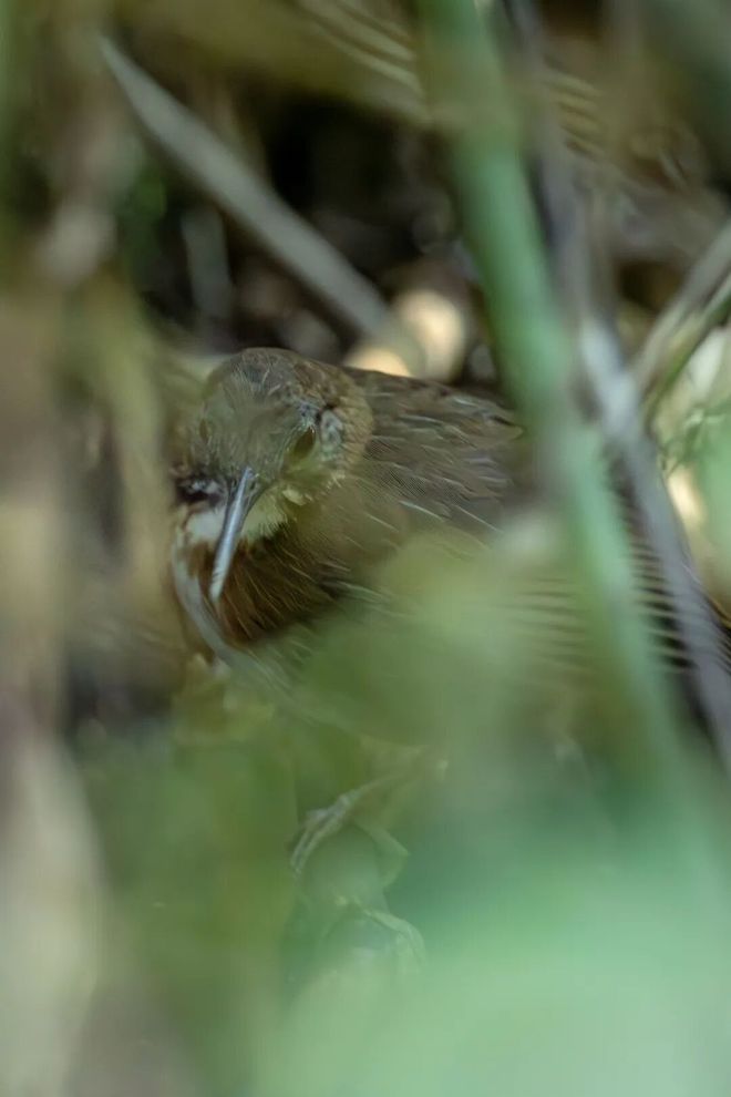 全球影像寥寥无几！罕见鸟类在云南被拍到(图2)