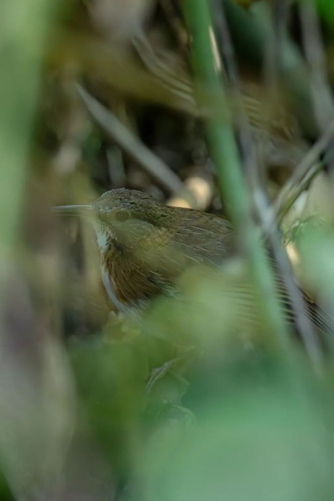 全球影像寥寥无几！罕见鸟类在云南被拍到(图1)