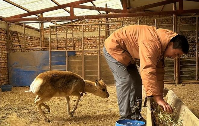 野外仅200多只！青海两兄弟8年捡59只回家每只都给起名字(图5)