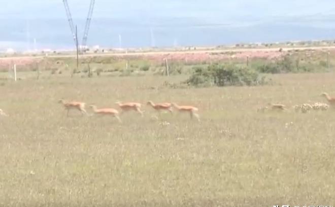 野外仅200多只！青海两兄弟8年捡59只回家每只都给起名字(图3)