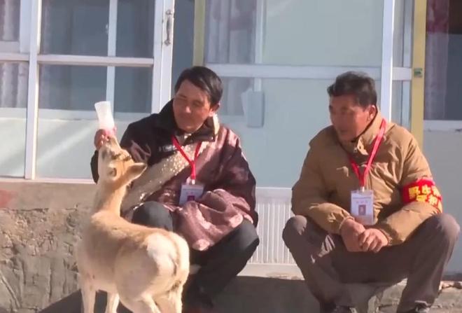 野外仅200多只！青海两兄弟8年捡59只回家每只都给起名字(图6)