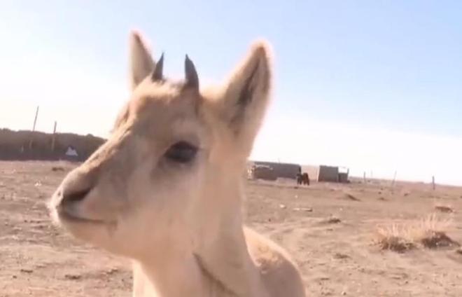 野外仅200多只！青海两兄弟8年捡59只回家每只都给起名字(图4)