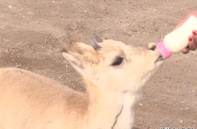 野外仅200多只！青海两兄弟8年捡59只回家每只都给起名字(图8)