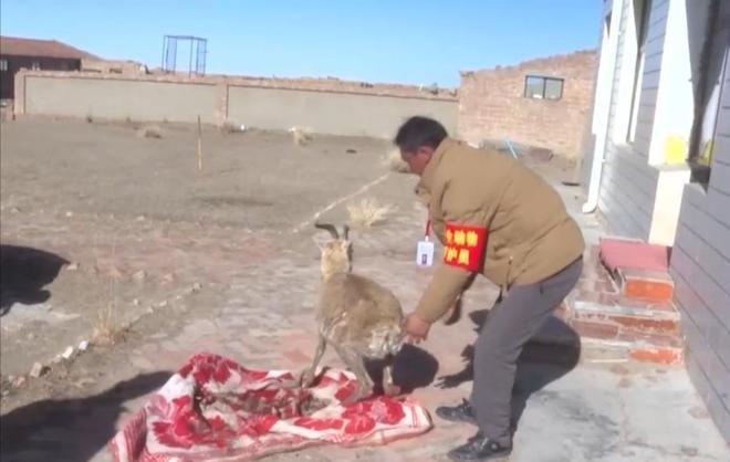 野外仅200多只！青海两兄弟8年捡59只回家每只都给起名字(图7)