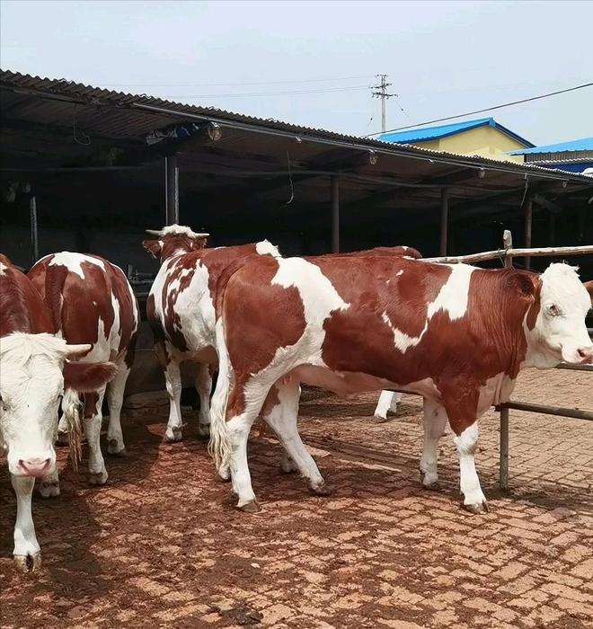 野外仅200多只！青海两兄弟8年捡59只回家每只都给起名字(图10)