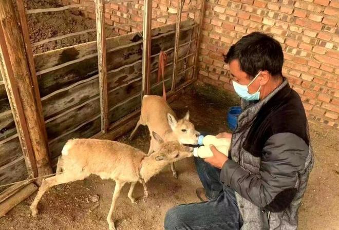 野外仅200多只！青海两兄弟8年捡59只回家每只都给起名字(图11)