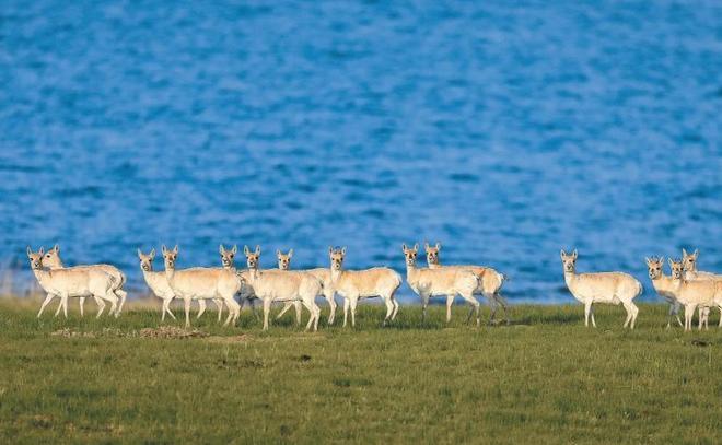 野外仅200多只！青海两兄弟8年捡59只回家每只都给起名字(图12)