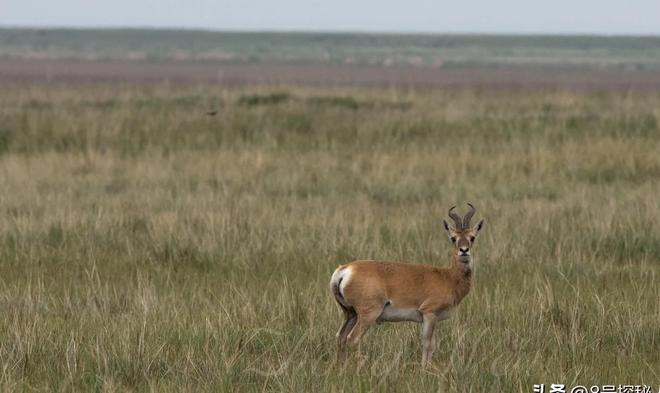 野外仅200多只！青海两兄弟8年捡59只回家每只都给起名字(图14)