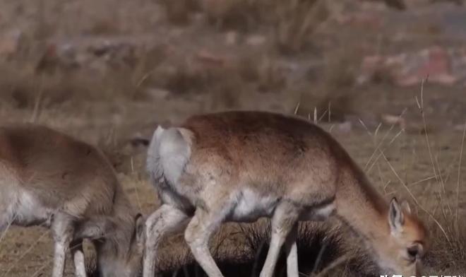 野外仅200多只！青海两兄弟8年捡59只回家每只都给起名字(图16)